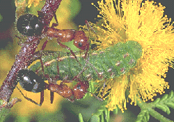 Image: photo of a caterpillar feeding on an acacia flower and tended by two ants