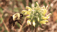 Image: photo of bumblebee hovering next to flower
