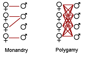 Image: diagram of monandry and polygamy mating systems