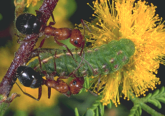 Photo of caterpillar feeding on acacia flower and attended by two ants