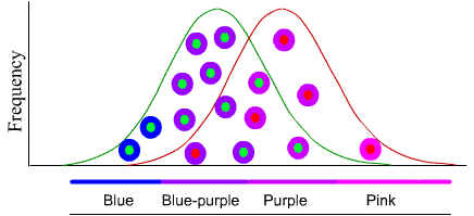 Image: Line graph of frequency of different flower colors. There are more rewarding colors than non-rewarding colors.