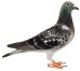 Image: picture of a common pigeon