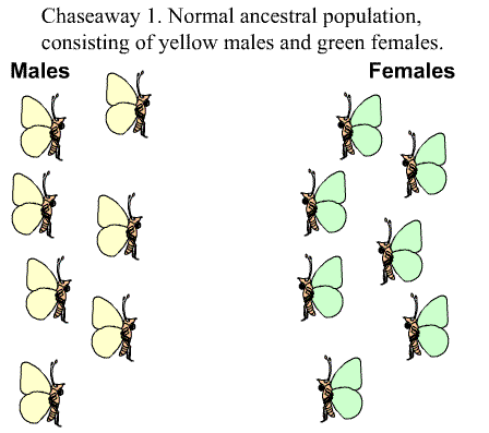 image: slide show illustrating stages in chaseaway sexual selection.