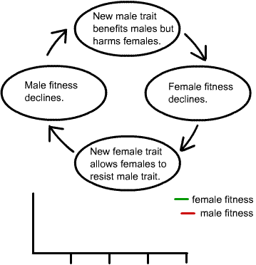 image: diagram of the chaseaway sexual selection cycle