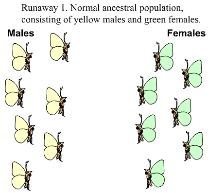 image: slide show illustrating stages in runaway sexual selection.