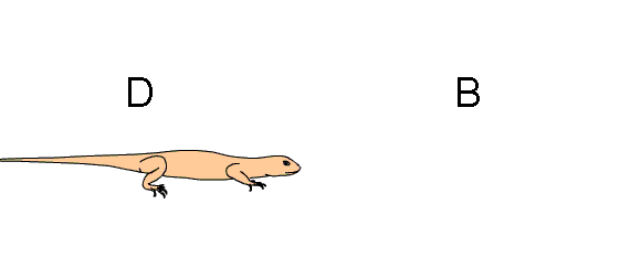 animation of pushup contest between two lizards