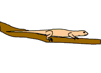 animation of lizard doing pushups