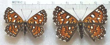 Image: Photo of mounted specimens of metalmark butterflies