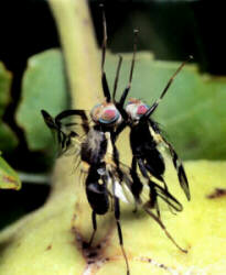 closeup photo of two male walnut flies standing on their hind legs and boxing