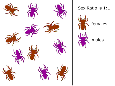 picture of equal numbers of male and female spiders