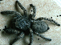 drab female spider image
