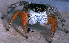 photo of colorful male jumping spider
