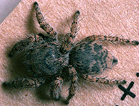 drab female spider image