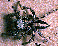 colorful male spider image