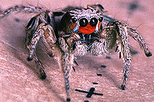 photo of colorful male jumping spider