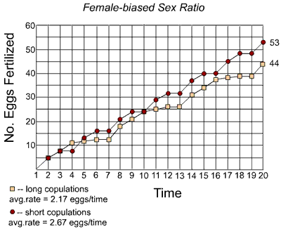 Image: line graph of # eggs fertilized over time, comparing long copulations to short copulations, under a female-biased sex ratio. Flies using short copulations fertilize more eggs per unit time.