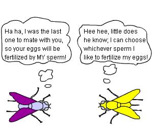 Image: cartoon of mating walnut flies, illustrating latency and number of offspring