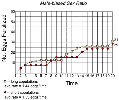 Image: line graph of # eggs fertilized over time, comparing long copulations to short copulations, under a male-biased sex ratio. Flies employing long copulations fertilize more eggs per unit time.
