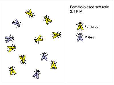 Image: illustration of female-biased sex ratio, showing 8 female flies and 4 male flies.