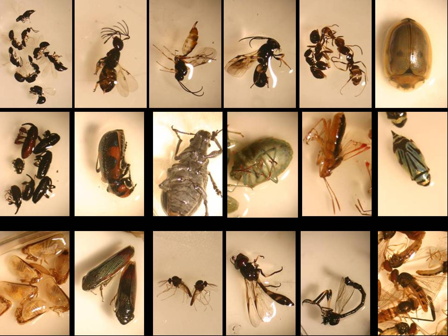 insects under scope