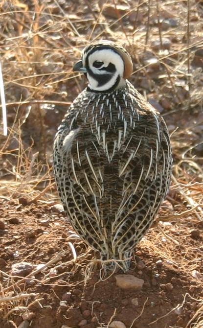 montezuma quail