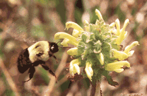 Image: photo of a bumblebee hovering next to a flower