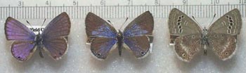 Image: photo of mounted specimens of a blue butterfly