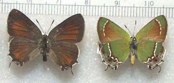 Image: photo of mounted specimens of hairstreak butterflies