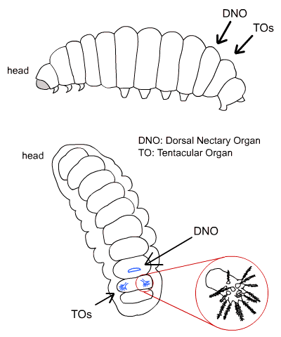 Image: line drawing diagrams of caterpillars, showing the location of the dorsal nectary gland (on the 7th abdominal segment) and the tentacular organs (on the 8th abdominal segment). Includes a close-up view of an extruded tentacular organ.