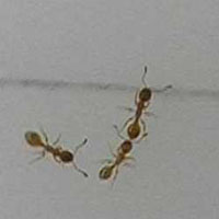 A scout recruits other ants in Temnothorax