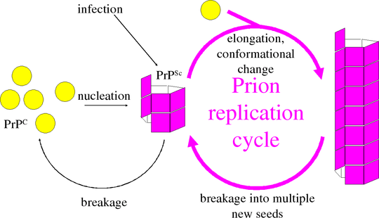 Model of prion replication