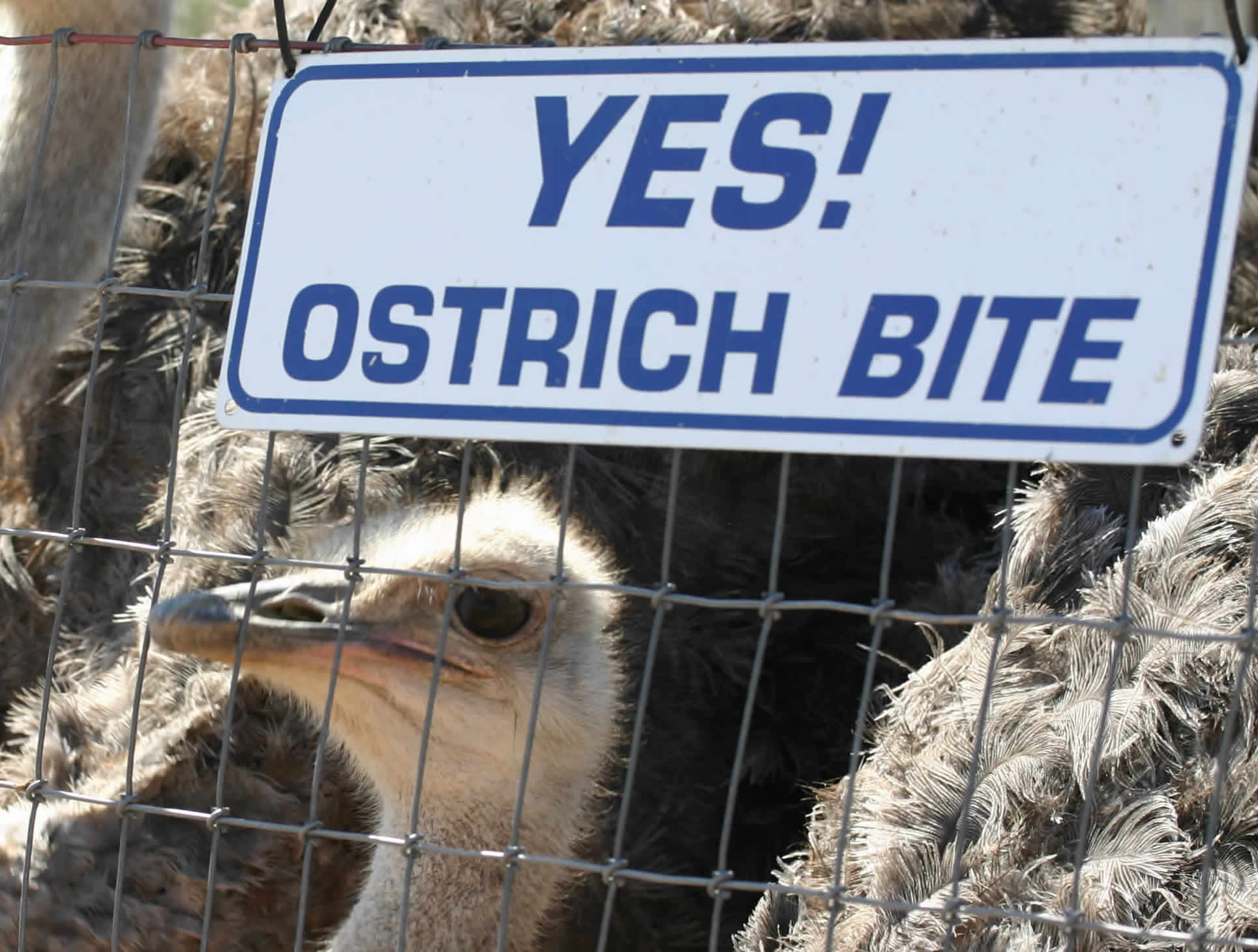 ostriches bite sign